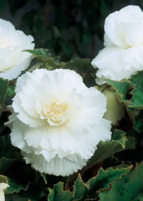 A photo of White Double Begonia Pack of 3