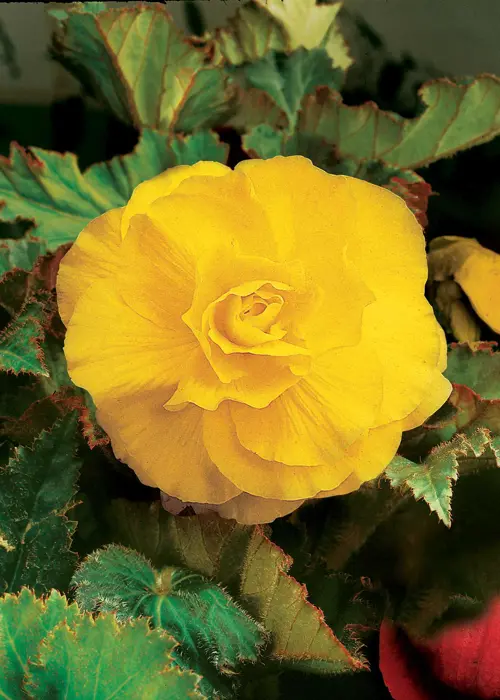 A photo of Yellow Double Begonia Pack of 3