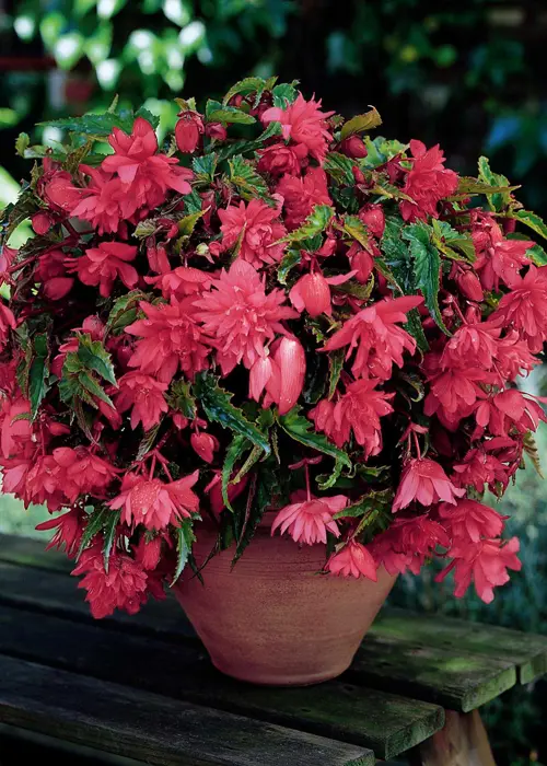 A photo of Pink Pendula Begonia Pack of 3
