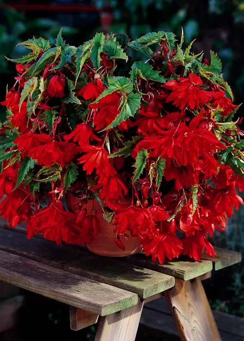 A photo of Red Pendula Begonia Pack of 3