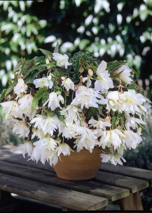 A photo of White Pendula Begonia Pack of 3