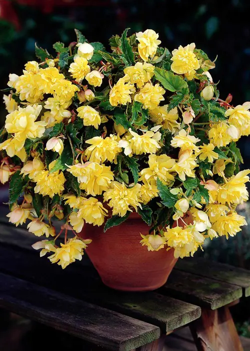 A photo of Yellow Pendula Begonia Pack of 3