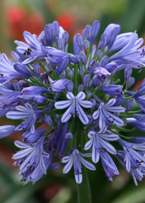 A photo of Agapanthus Blue Pack of 2