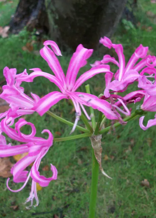 A photo of Nerine Bowdenii Pack of 4