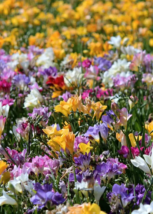 A photo of Freesias Single Mixed Pack of 20