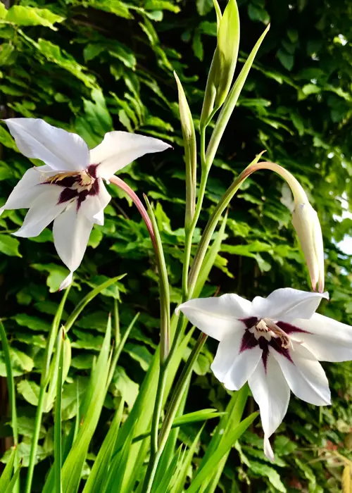 A photo of Gladioli Callianthus (Acidanthera) Pack of 35