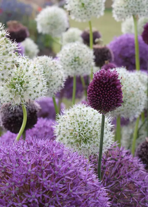 A photo of Allium Dwarf Mixed Pack of 35