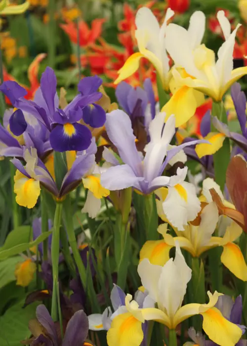 A photo of Iris Dutch Mixed Pack of 30