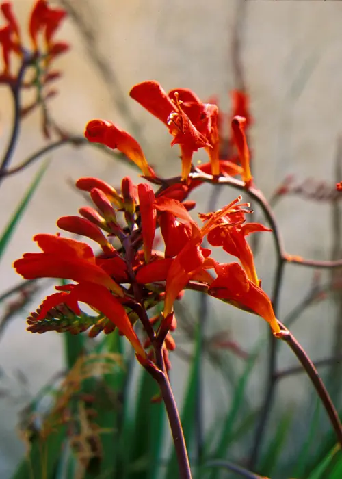 A photo of Crocosmia Lucifer Pack of 9