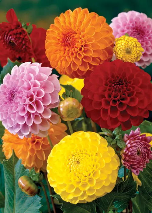 A photo of Dahlia Pompon Mixed Pack of 3