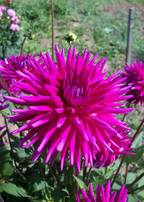 A photo of Dahlia Purple Gem Pack of 3