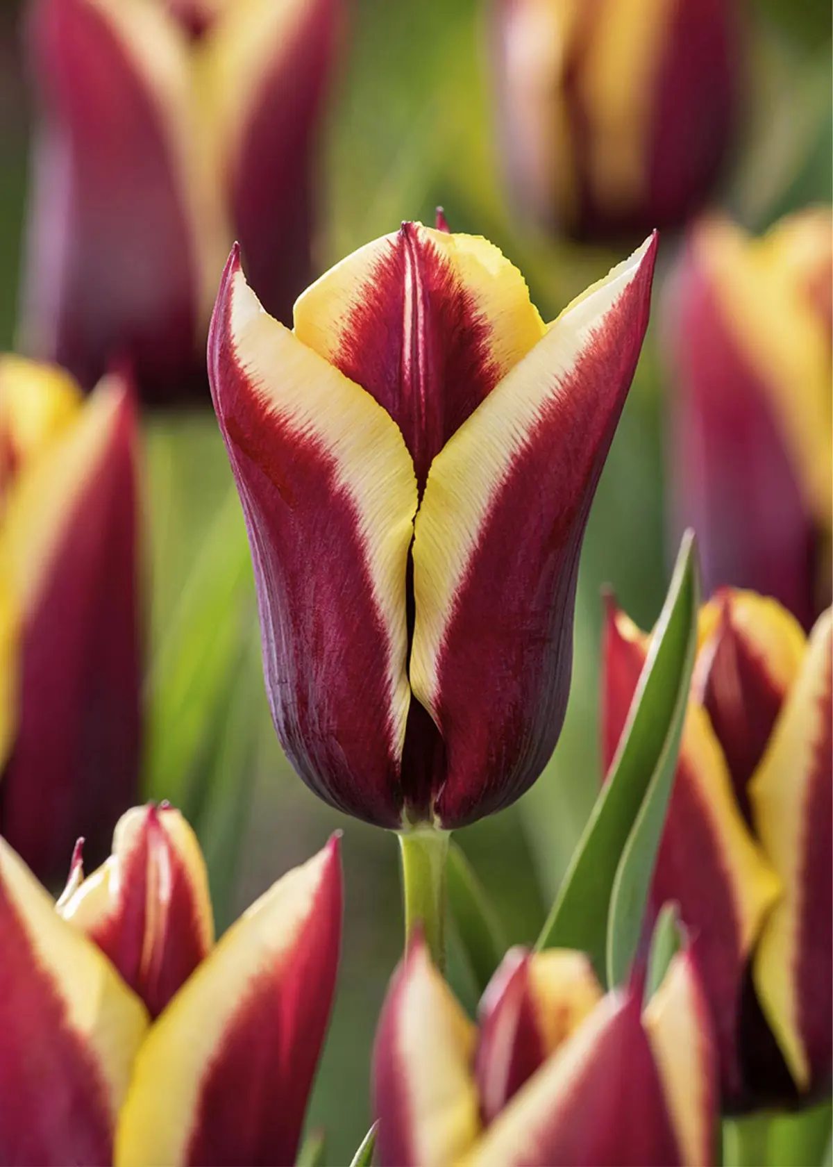 A photo of Tulip Gavota Pack of 15