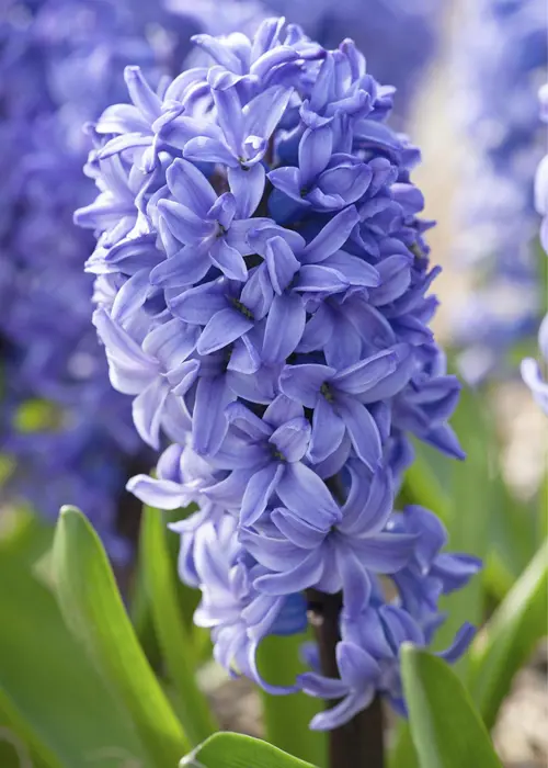 A photo of Hyacinth Delft Blue Prep Pack of 5