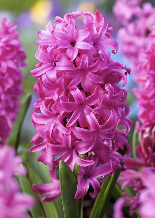 A photo of Hyacinth Pink Pearl Prep Pack of 5