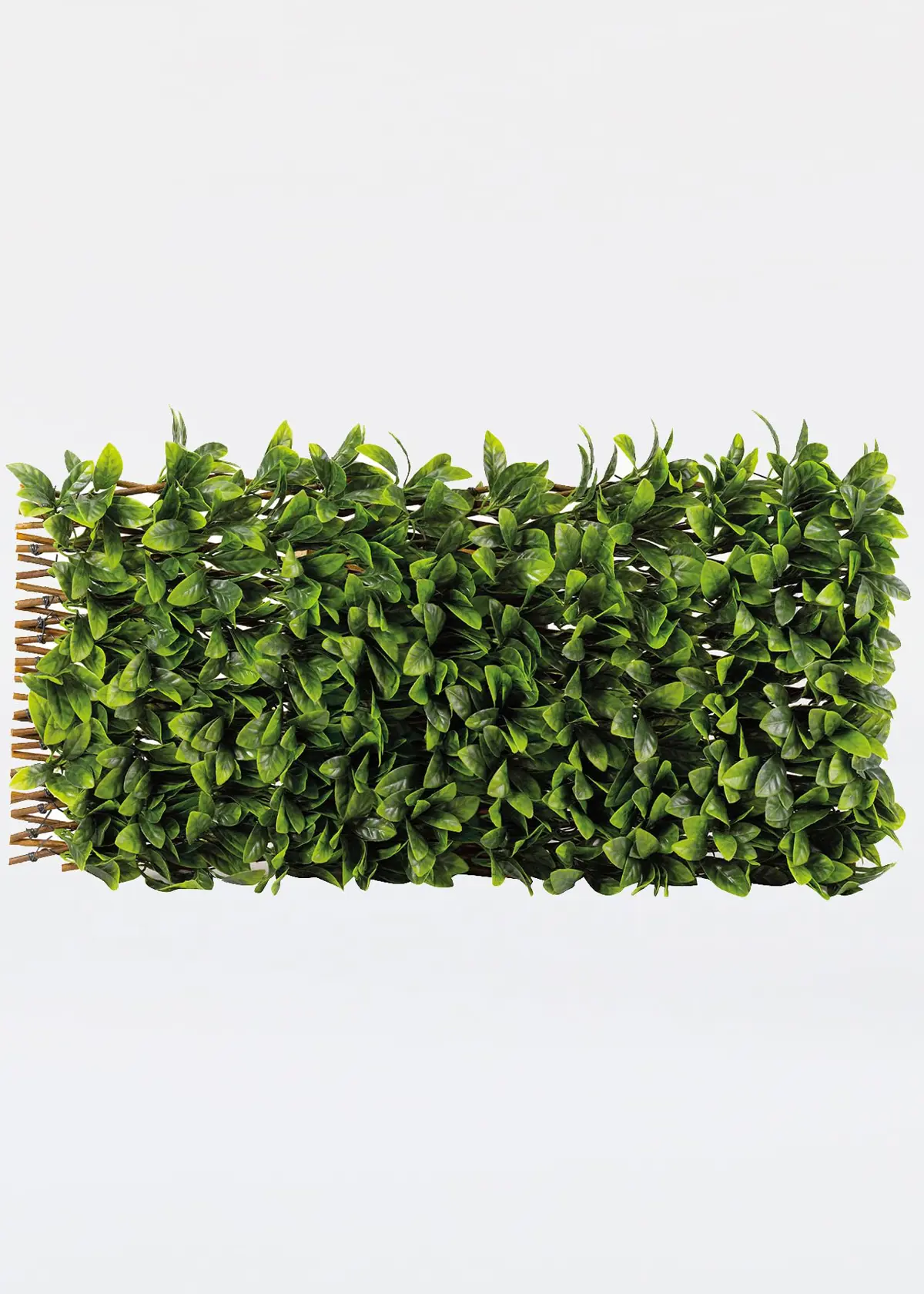Lemon Leaf Willow Trellis 180 x 90cm