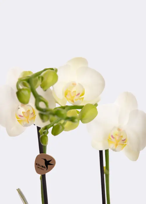 A photo of Phalaenopsis Amabilis 2 Spike 9cm