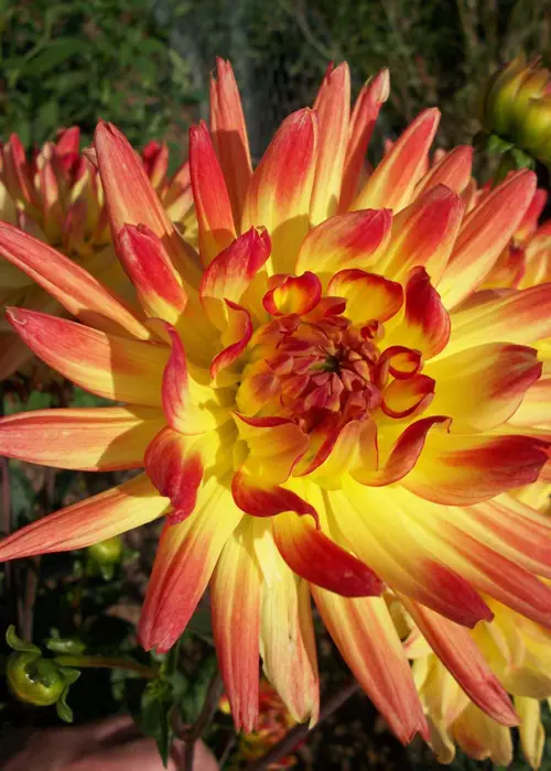A photo of Dahlia Bridgeview Aloha Single Pack