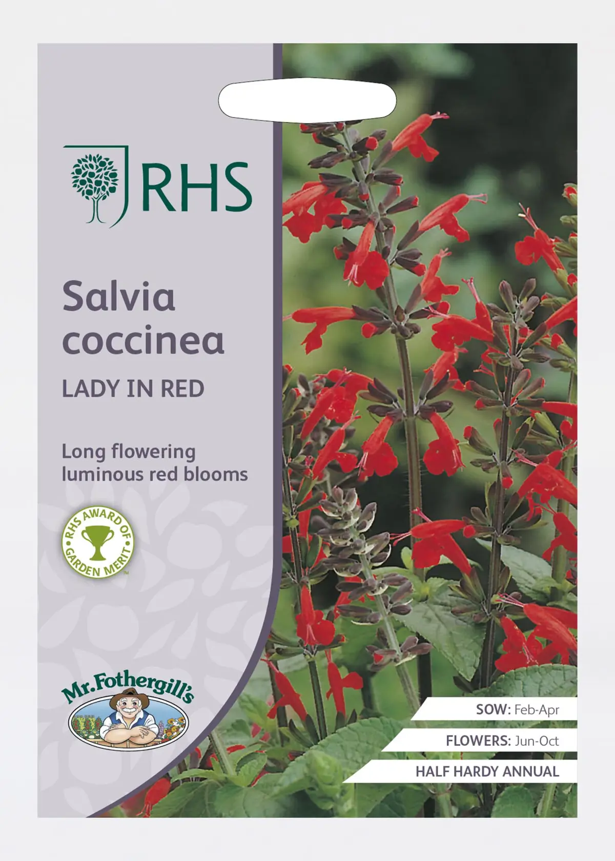 A photo of RHS Salvia Coccinea Lady In Red Seeds