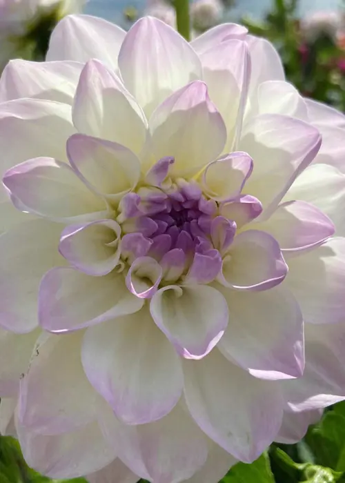 A photo of Dahlia Eveline Single Pack