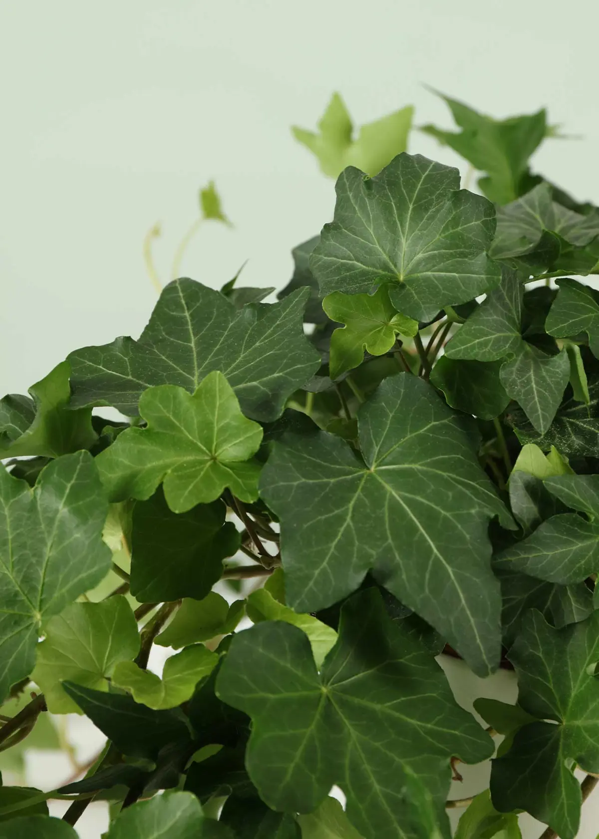 A photo of Hedera Green 13cm