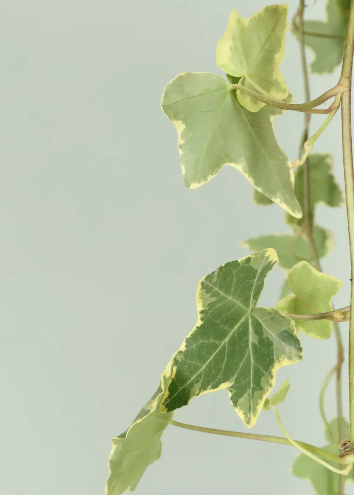 A photo of Hedera Yellow Variegated in Hanging Pot 19cm