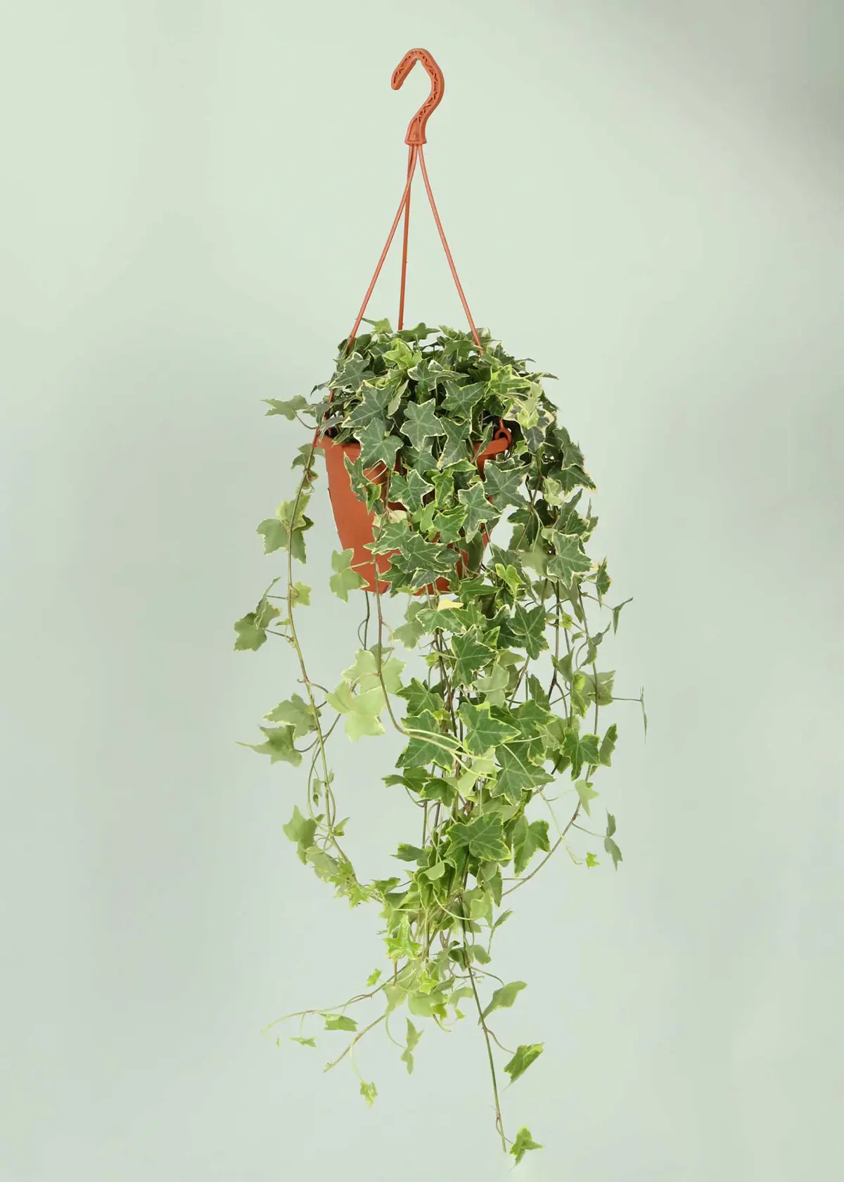 A photo of Hedera Yellow Variegated in Hanging Pot 19cm