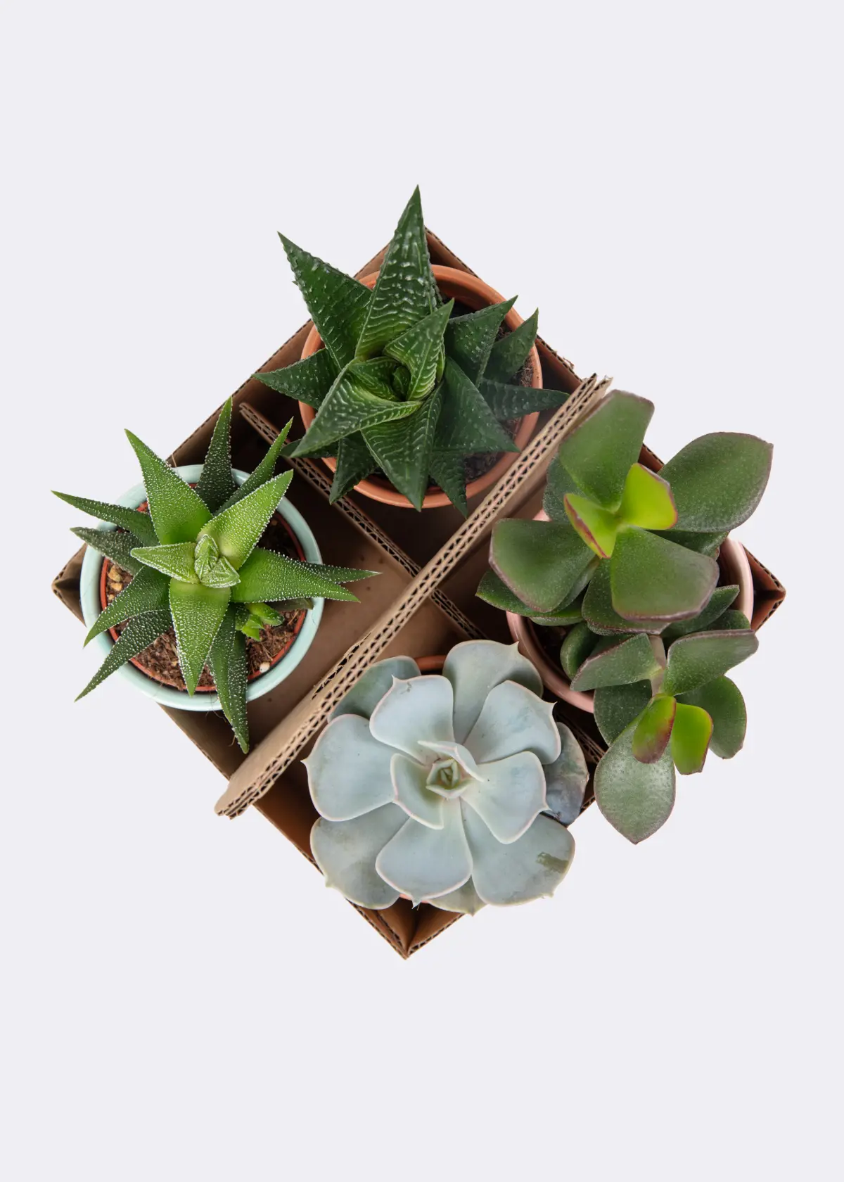 Succulents in Terracotta Carry Pack 6.5cm