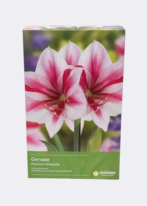 A photo of Amaryllis Gervase Single Pack
