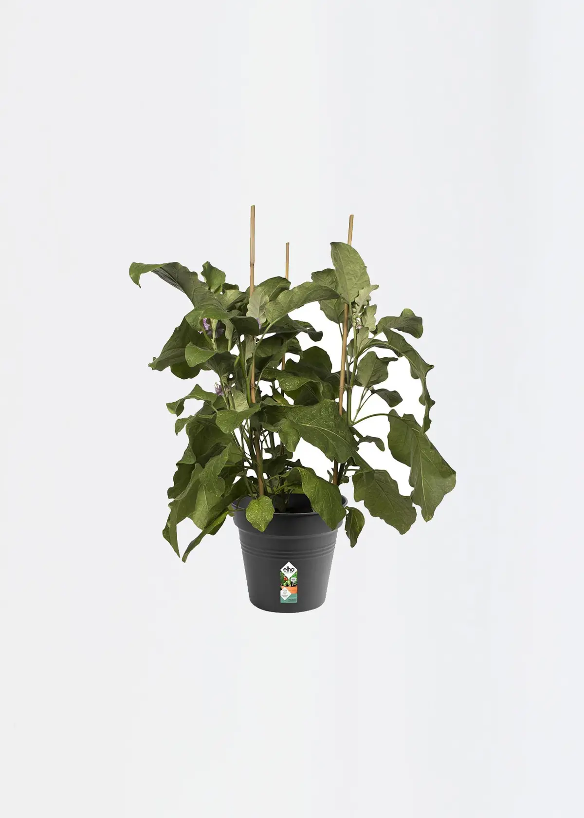 A photo of Elho Green Basics Growpot 21cm Black