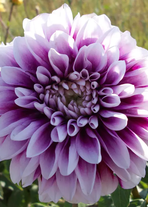 A photo of Dahlia Edinburgh Single Pack