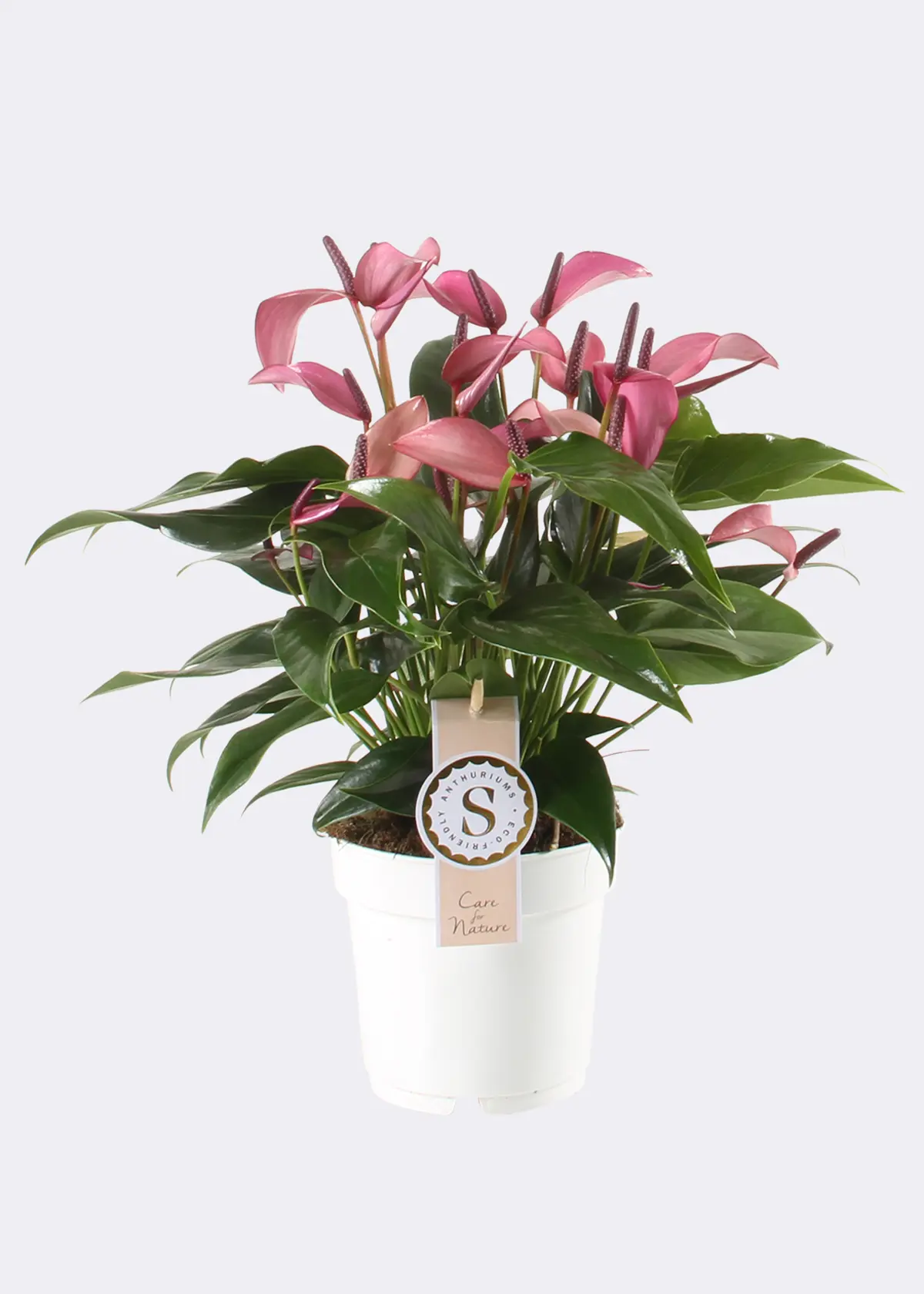 A photo of Anthurium Zizou 14cm