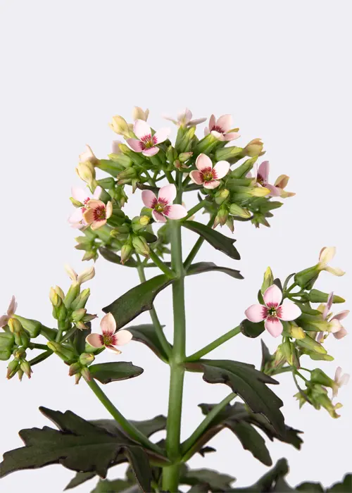 A photo of Kalanchoe Femini Pink 14cm