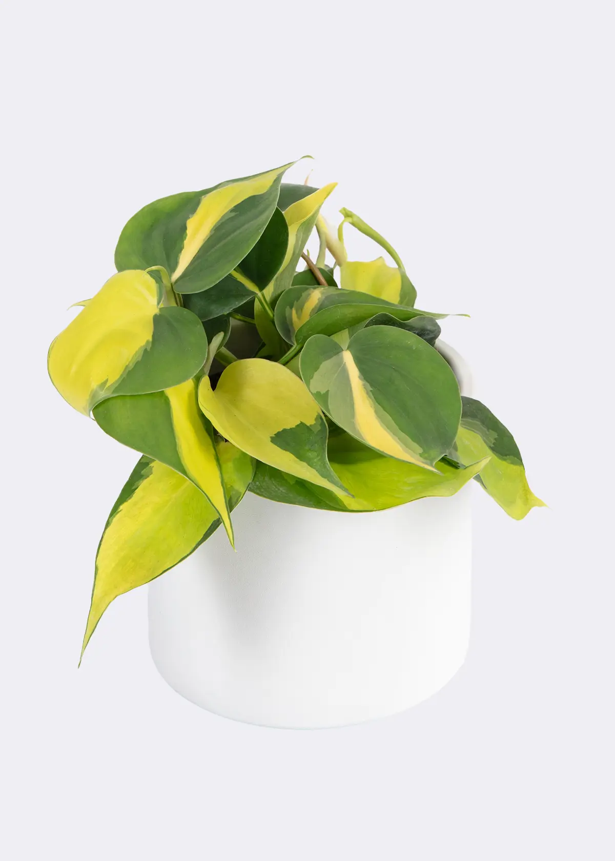 A photo of Philodendron Scandens Brasil 12cm
