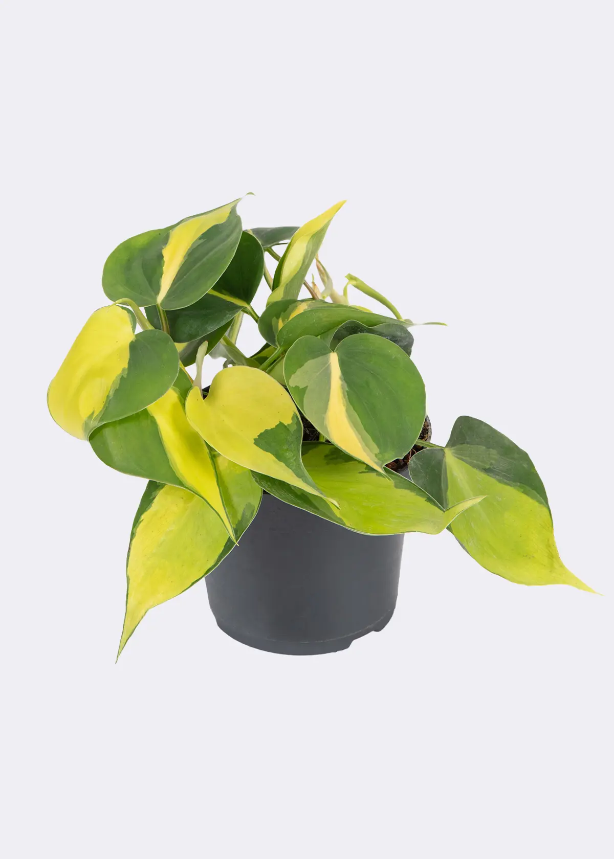 A photo of Philodendron Scandens Brasil 12cm