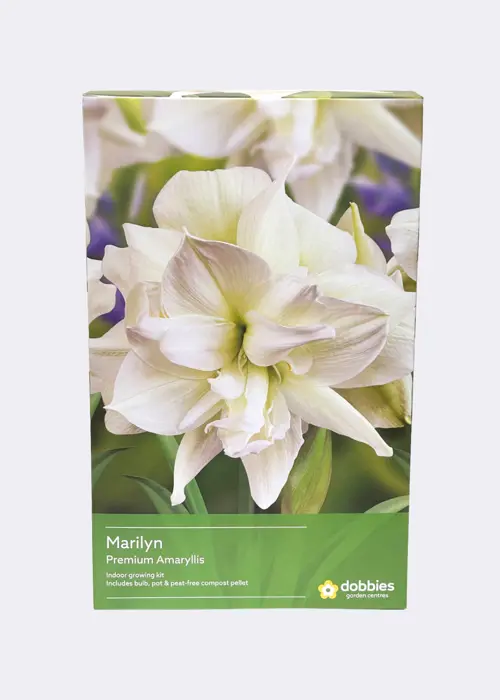 A photo of Amaryllis Marilyn Single Pack