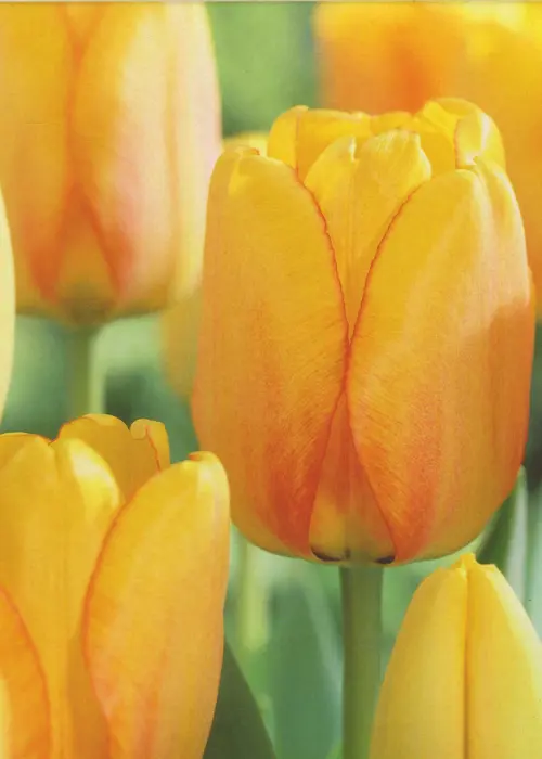 A photo of Tulip Blushing Apeldoorn Pack of 10