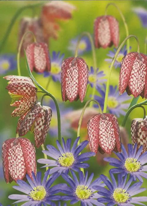 A photo of Anemone & Fritillaria Collection Pack of 40