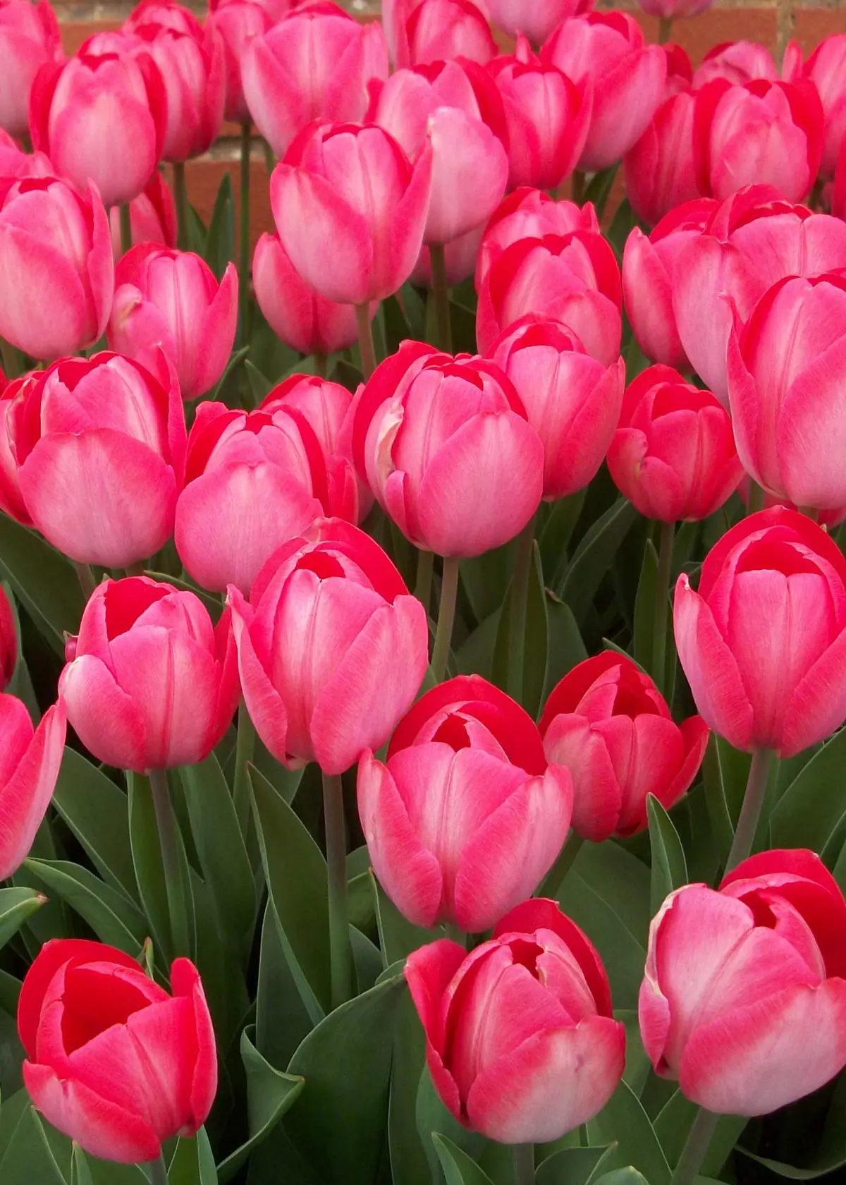 A photo of Tulip Van Eijk Pack of 15