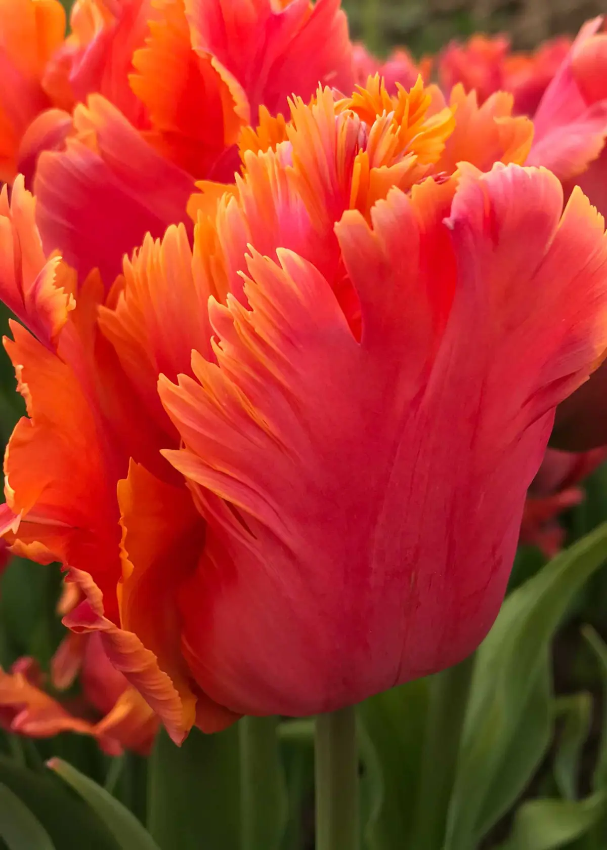 A photo of Tulip Amazing Parrot Pack of 5
