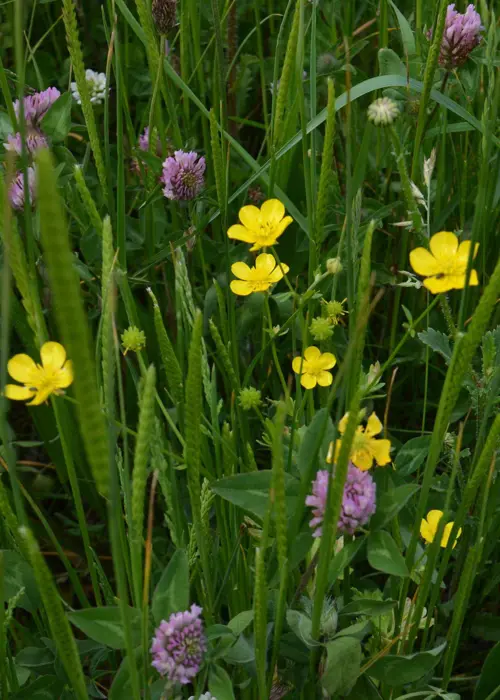 A photo of Traditional Meadowmat 10sqm