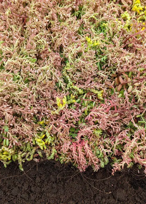 A photo of Sedum Groundmat Kit 20sqm