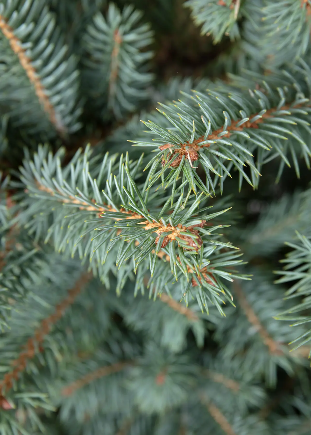 A photo of 4-5ft Pot Grown Blue Spruce Real Christmas Tree 125-150cm