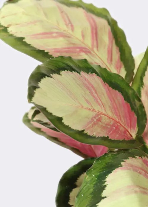 A photo of Calathea Silvia 12cm