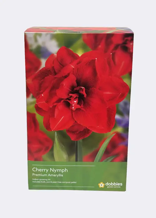 Amaryllis Cherry Nymph Single Pack
