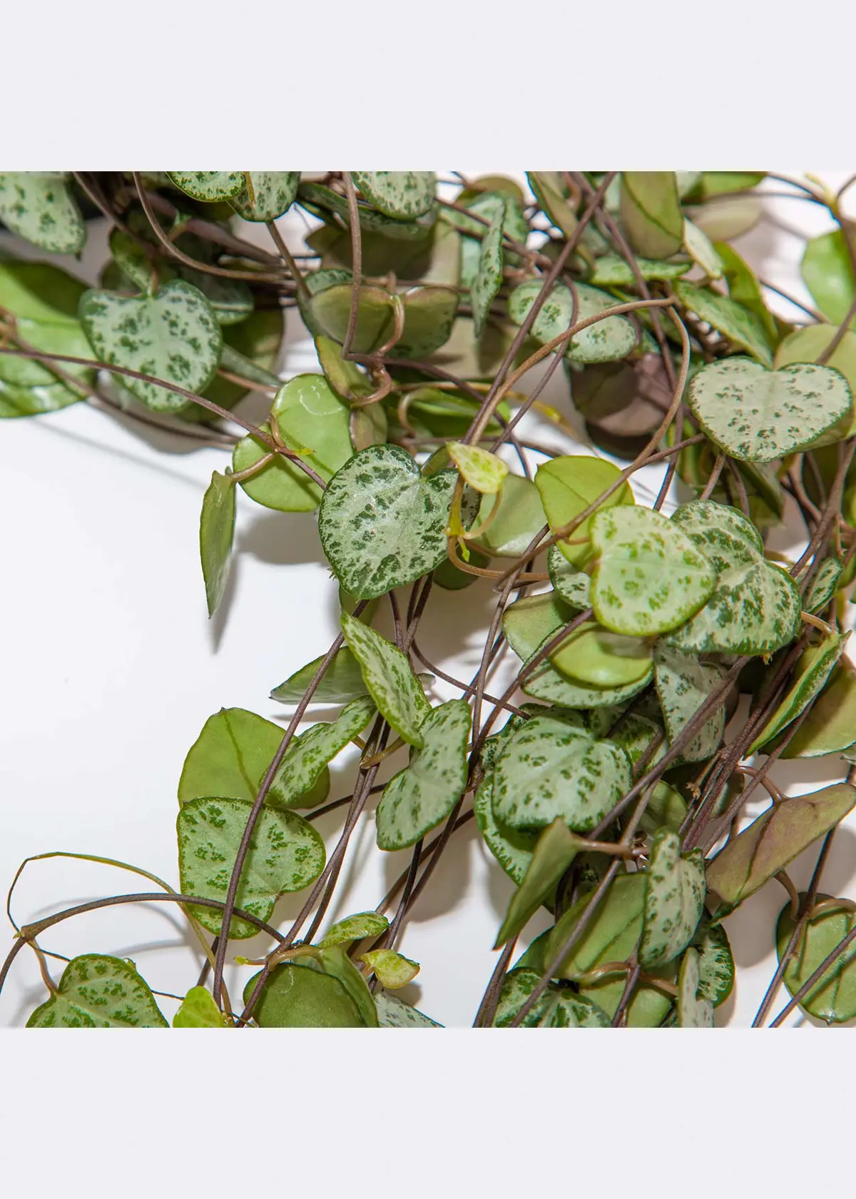 A photo of Ceropegia Woodii in Hanging Pot 12cm