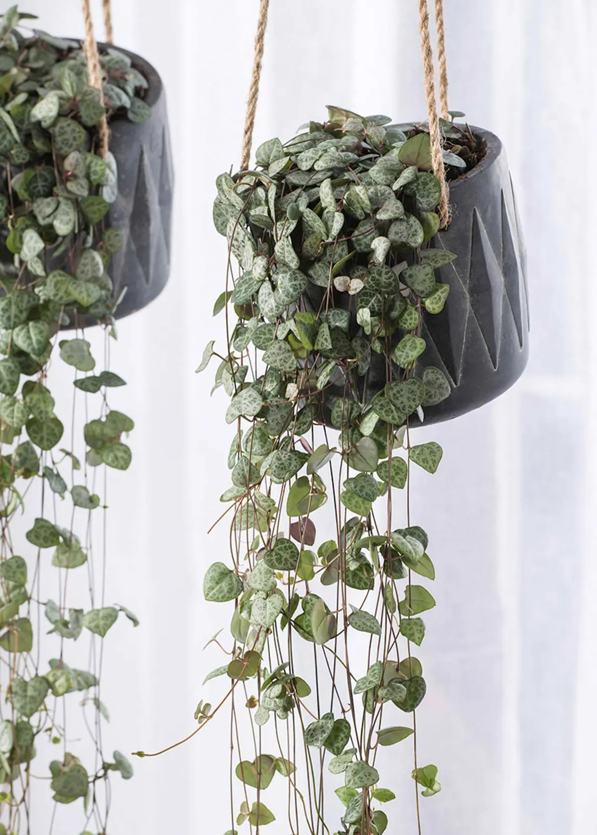 A photo of Ceropegia Woodii in Hanging Pot 12cm
