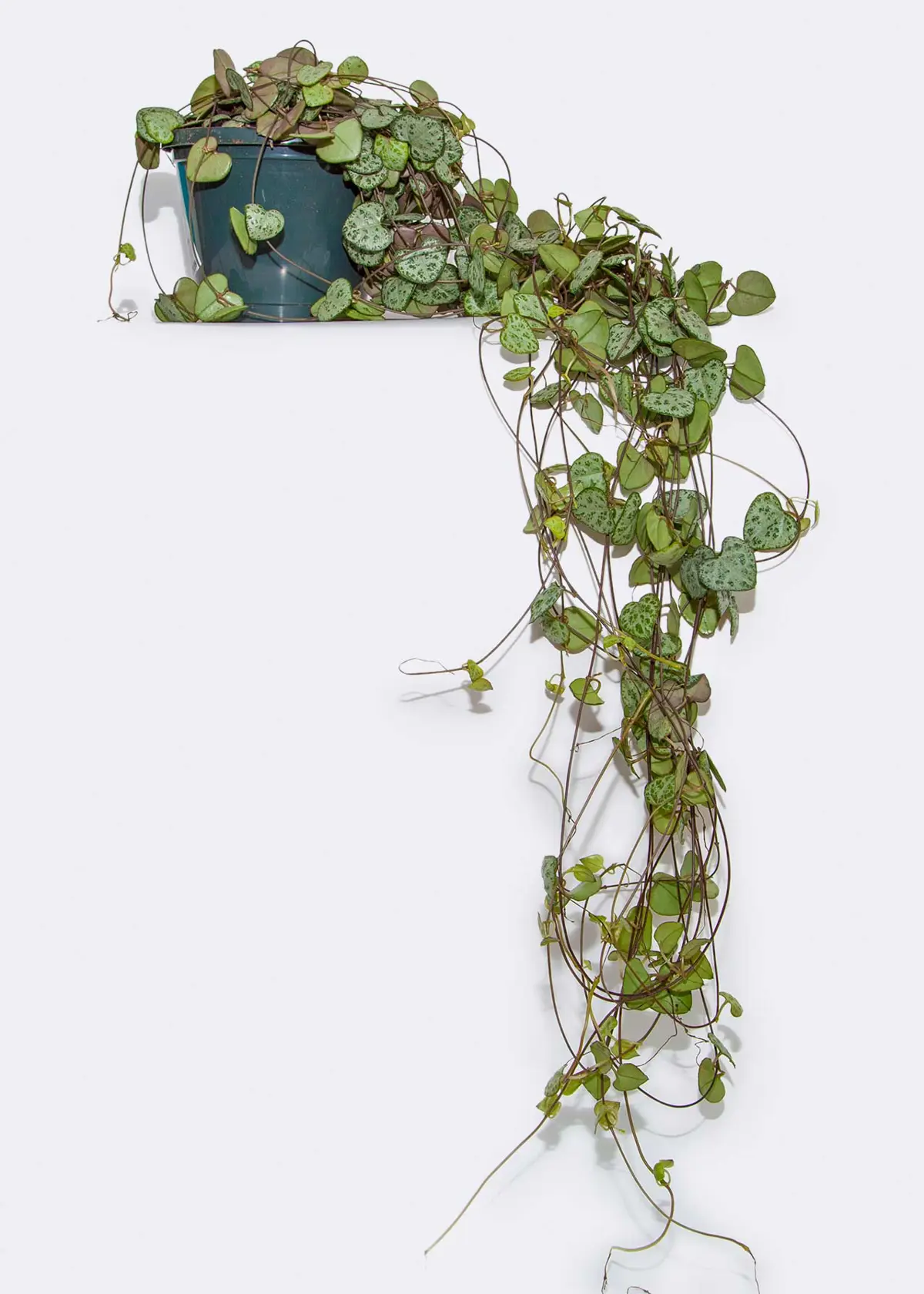 A photo of Ceropegia Woodii in Hanging Pot 12cm