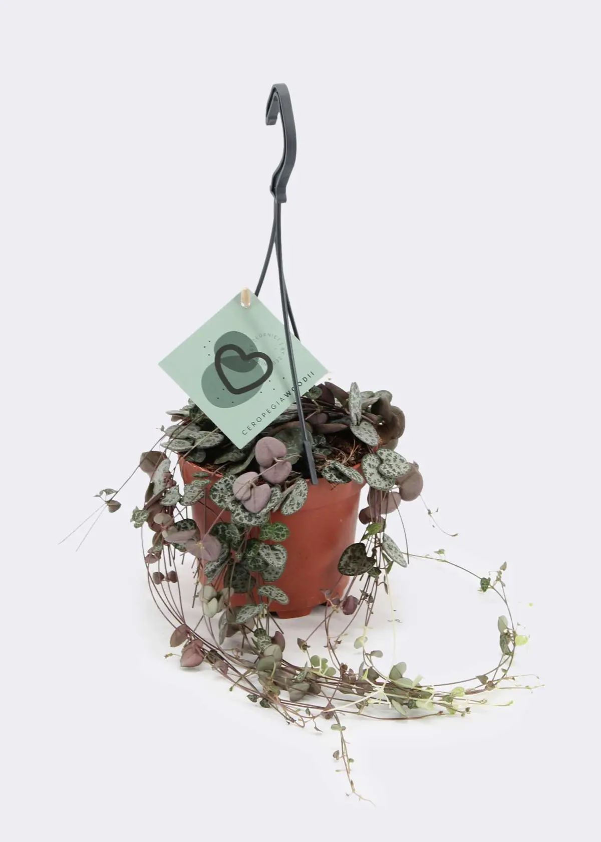 A photo of Ceropegia Woodii in Hanging Pot 12cm