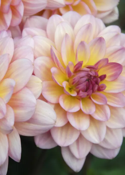 A photo of Dahlia Zingaro Pack of 3