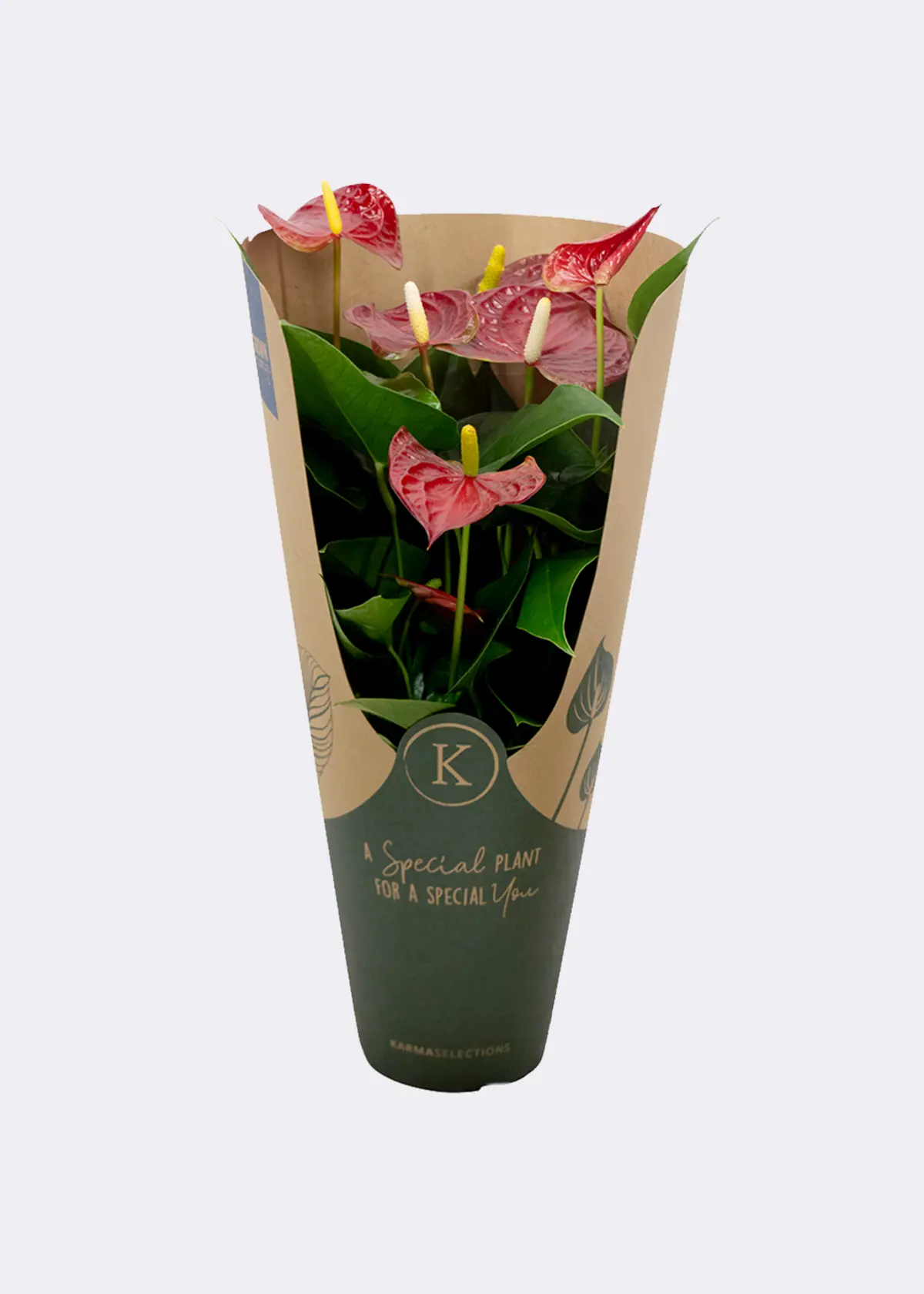 Anthurium Red in Kraftsleeve 12cm